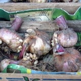 Gladiole za zimu: kada kopati i kako ih čuvati